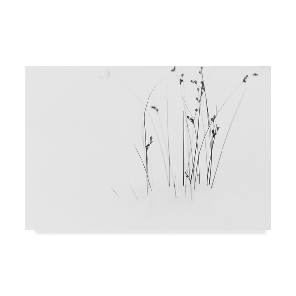 Trademark Fine Art Dusan Ljubicic 'Black On White Plants' Canvas Art, 30x47 1X06620-C3047GG